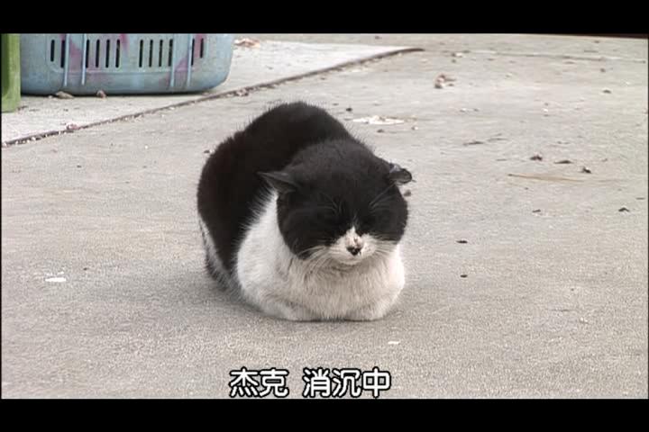 猫咪物语剧照的剧照