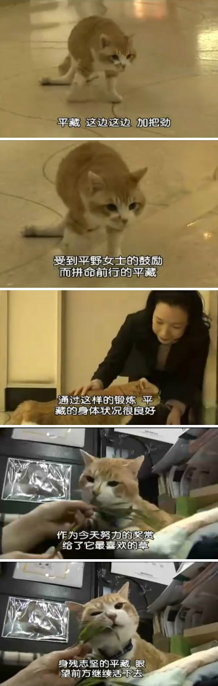 猫咪物语剧照的剧照