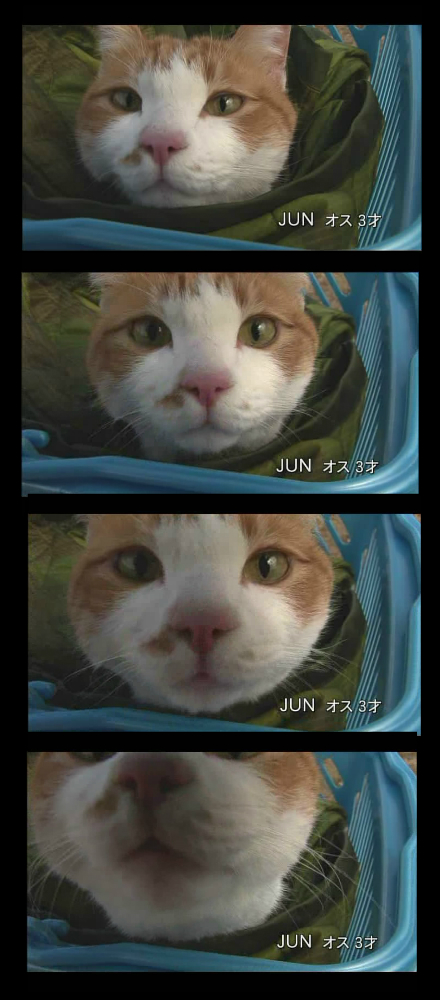 猫咪物语剧照的剧照