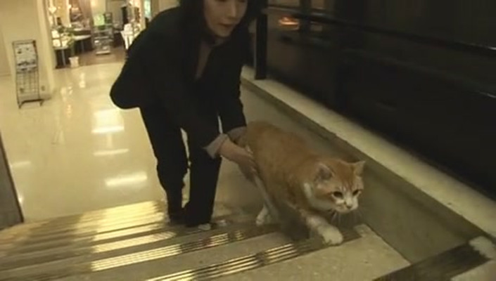 猫咪物语剧照的剧照