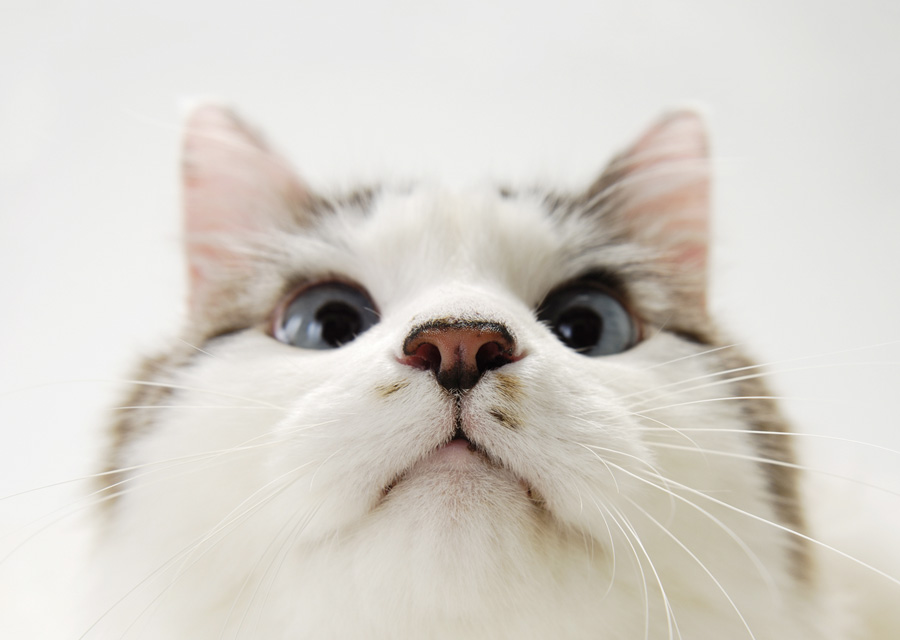 猫咪物语5剧照的剧照