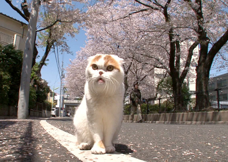 猫咪物语5剧照的剧照