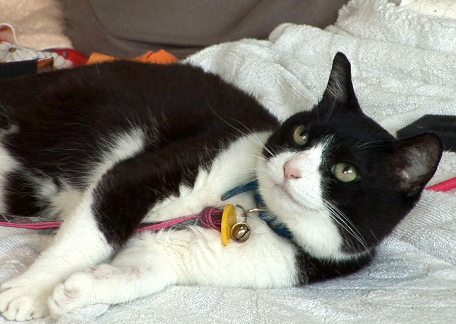 猫咪物语5剧照的剧照