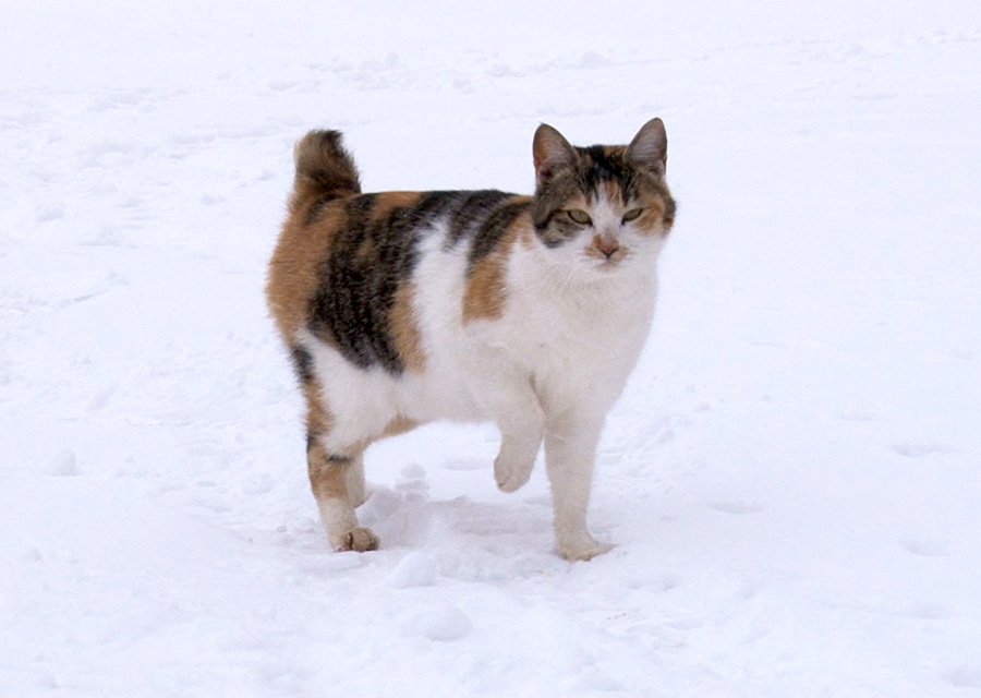 猫咪物语5剧照的剧照