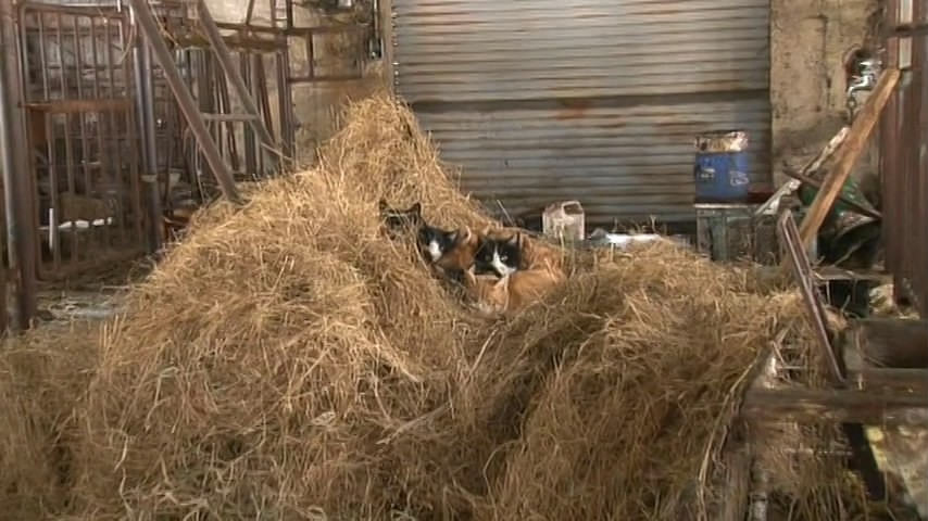 猫咪物语5剧照的剧照