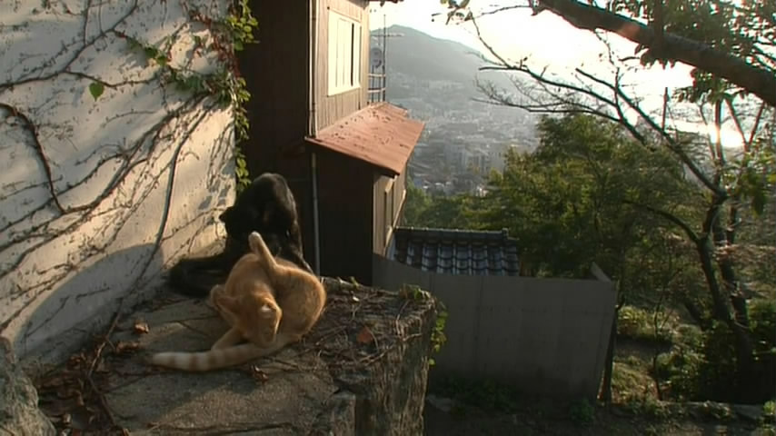 猫咪物语5剧照的剧照