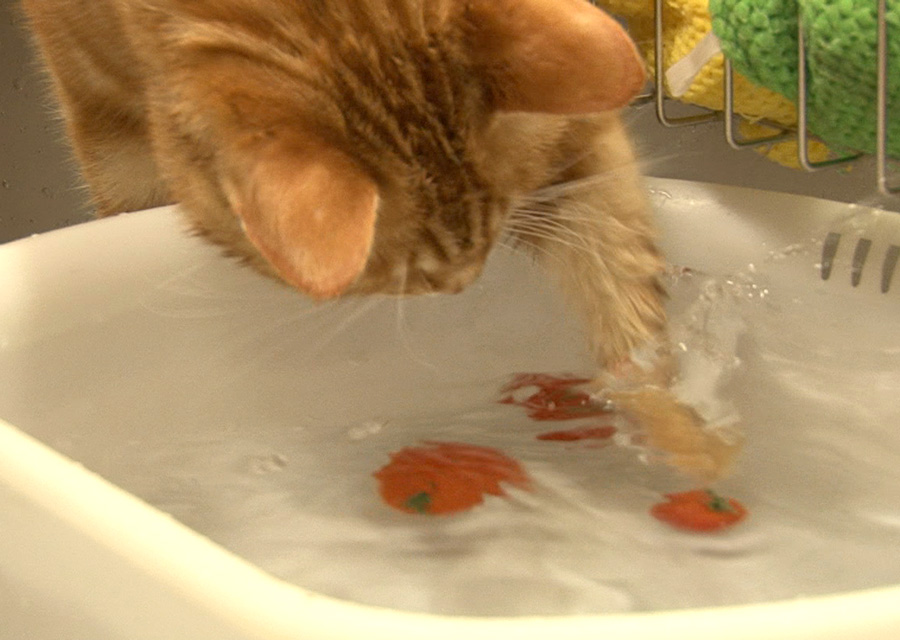 猫咪物语5剧照的剧照