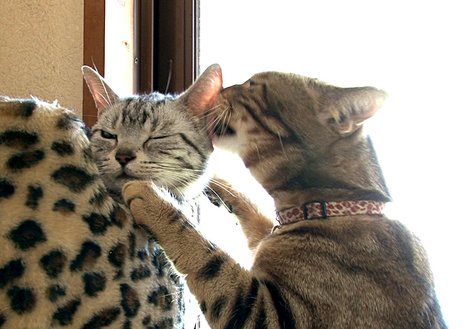 猫咪物语5剧照的剧照