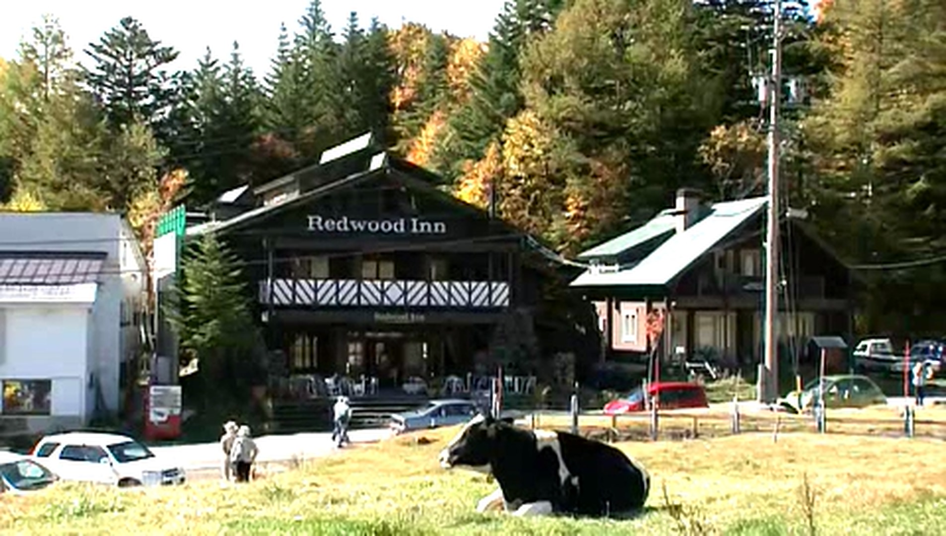 猫咪物语5剧照的剧照