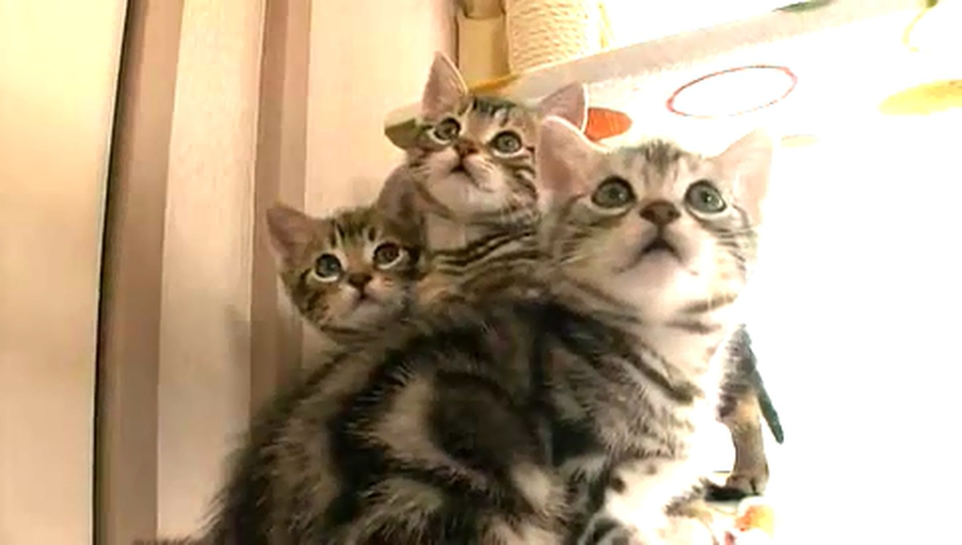 猫咪物语5剧照的剧照