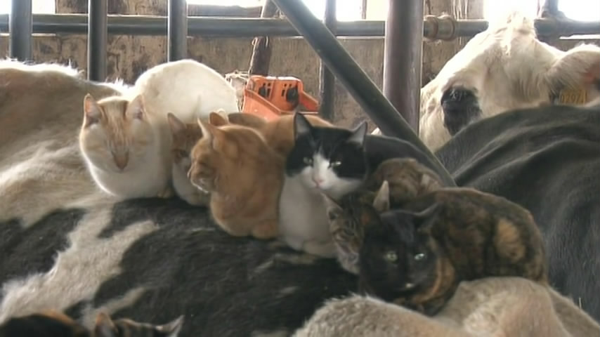 猫咪物语5剧照的剧照