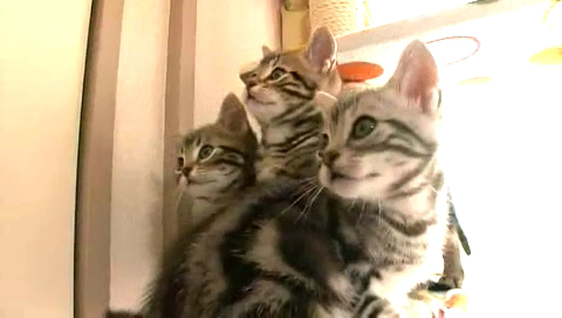 猫咪物语5剧照的剧照