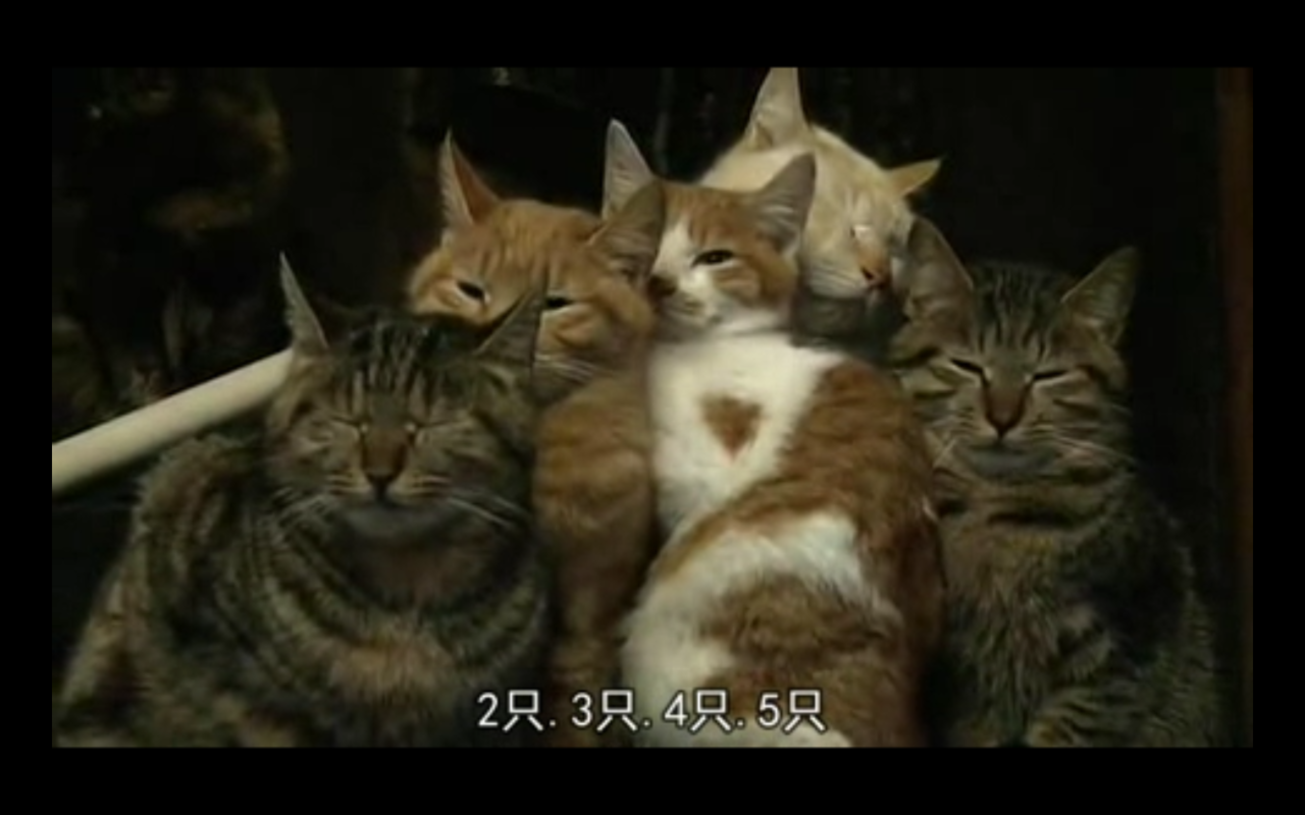 猫咪物语5剧照的剧照