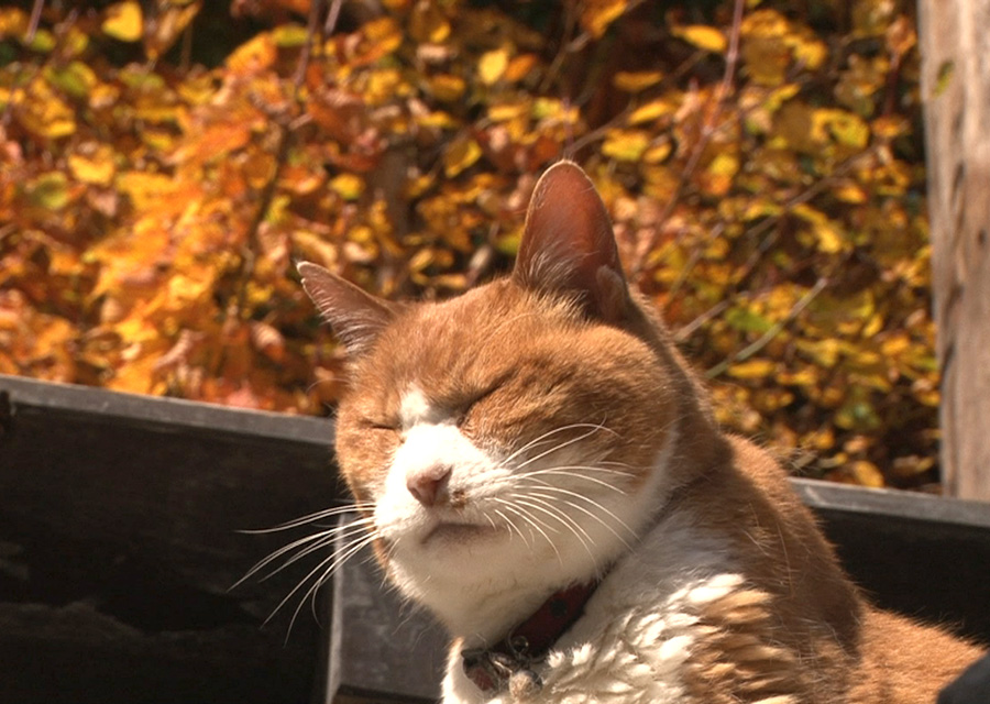 猫咪物语5剧照的剧照