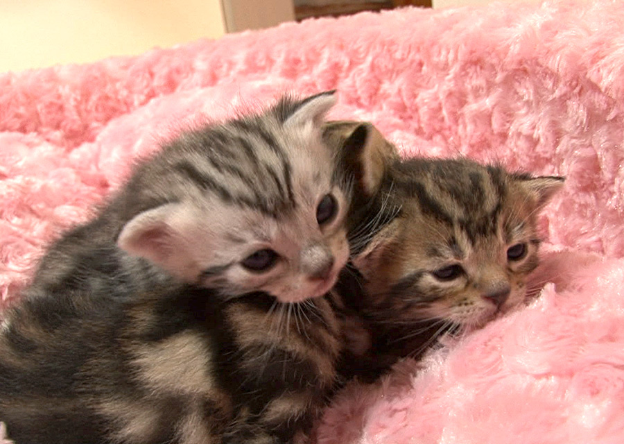 猫咪物语5剧照的剧照