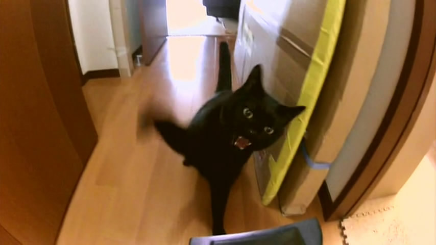 猫咪物语5剧照的剧照