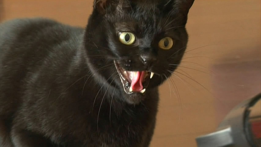 猫咪物语5剧照的剧照