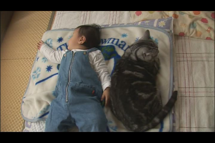 猫咪物语4剧照的剧照