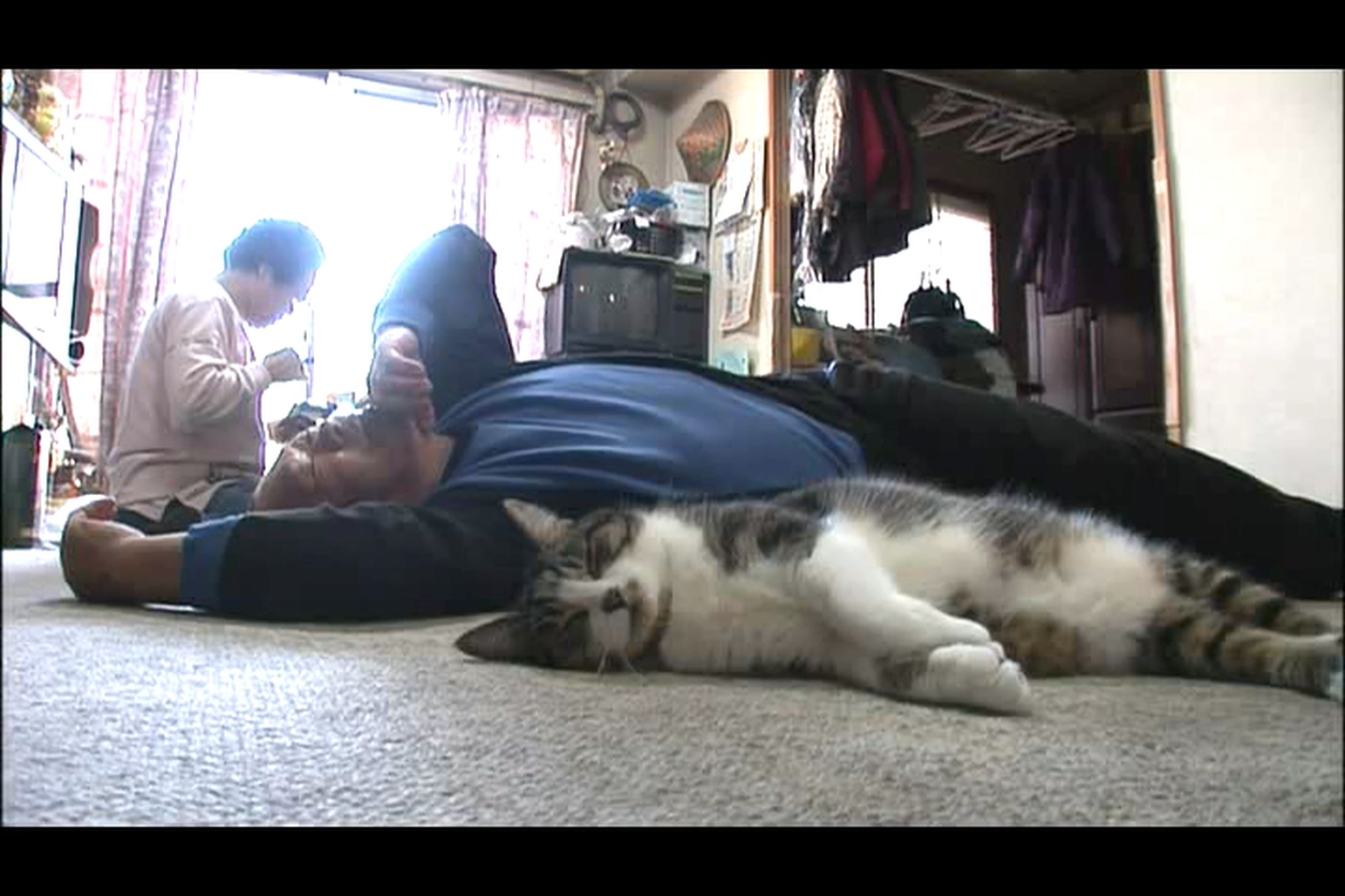 猫咪物语4剧照的剧照