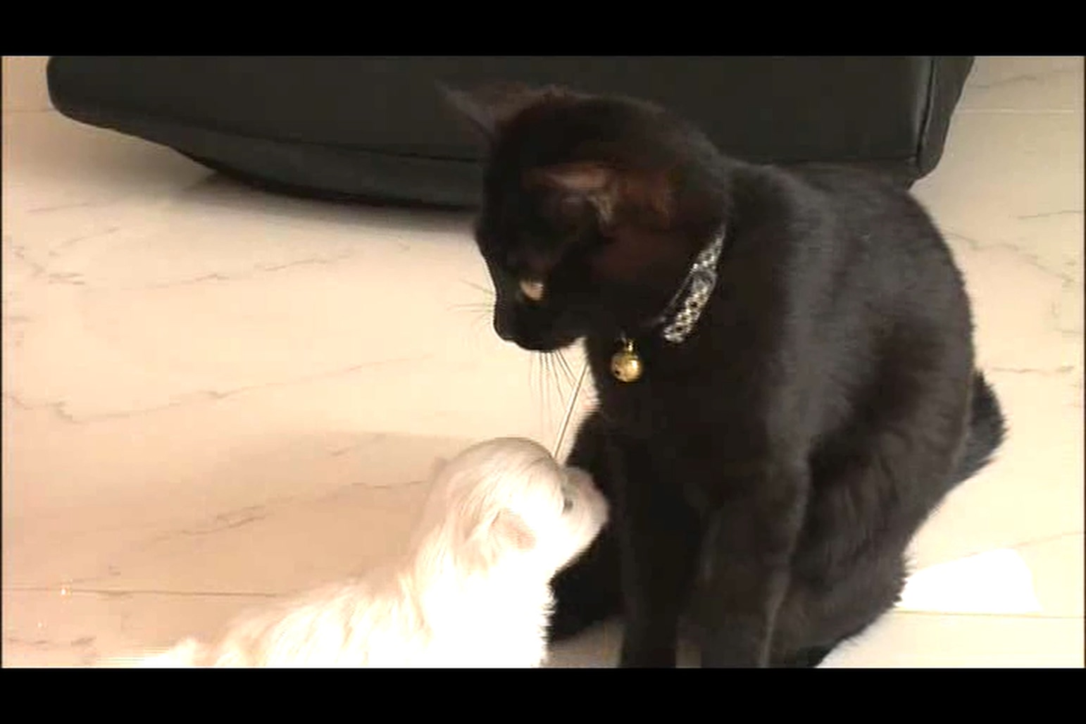 猫咪物语4剧照的剧照