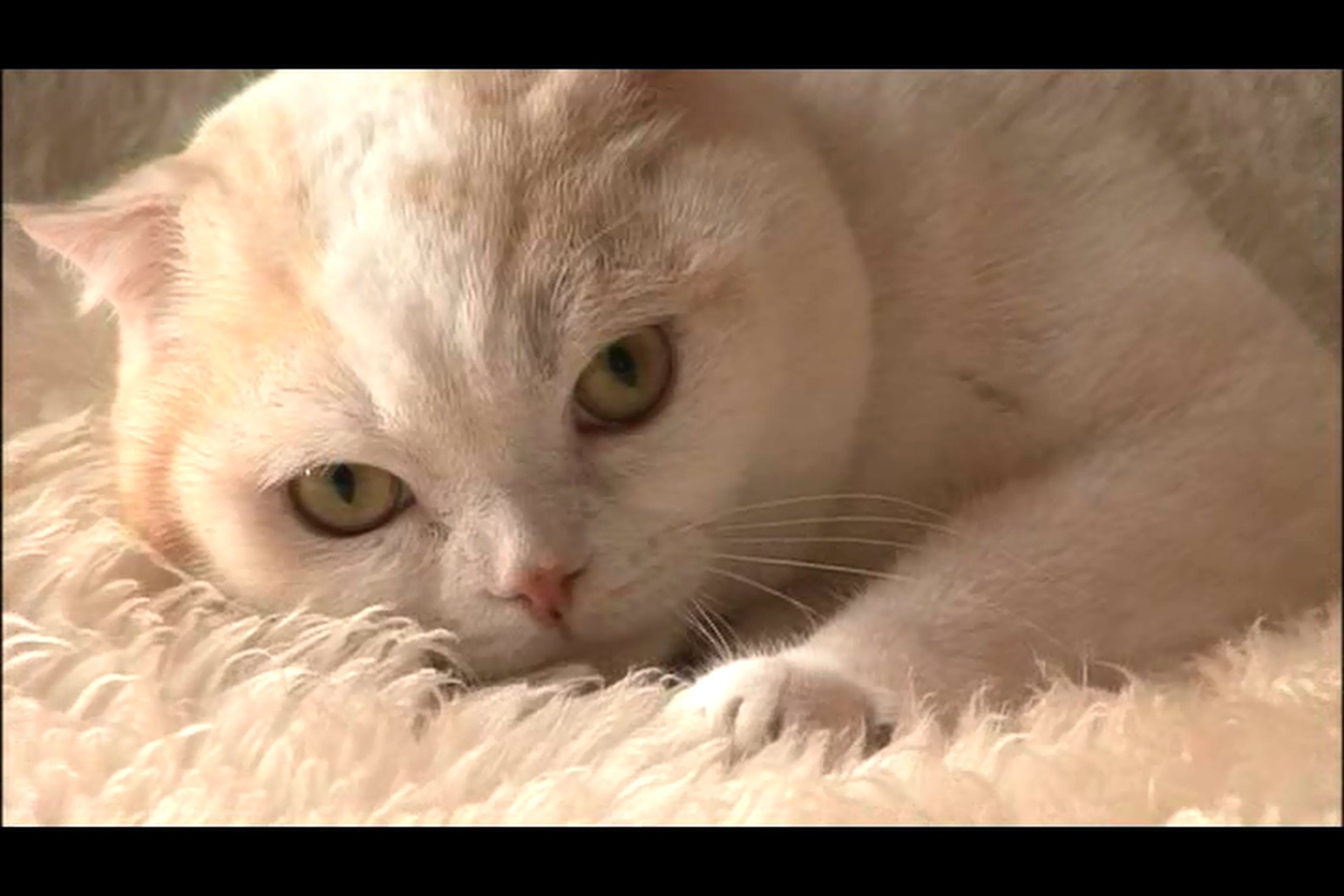 猫咪物语4剧照的剧照