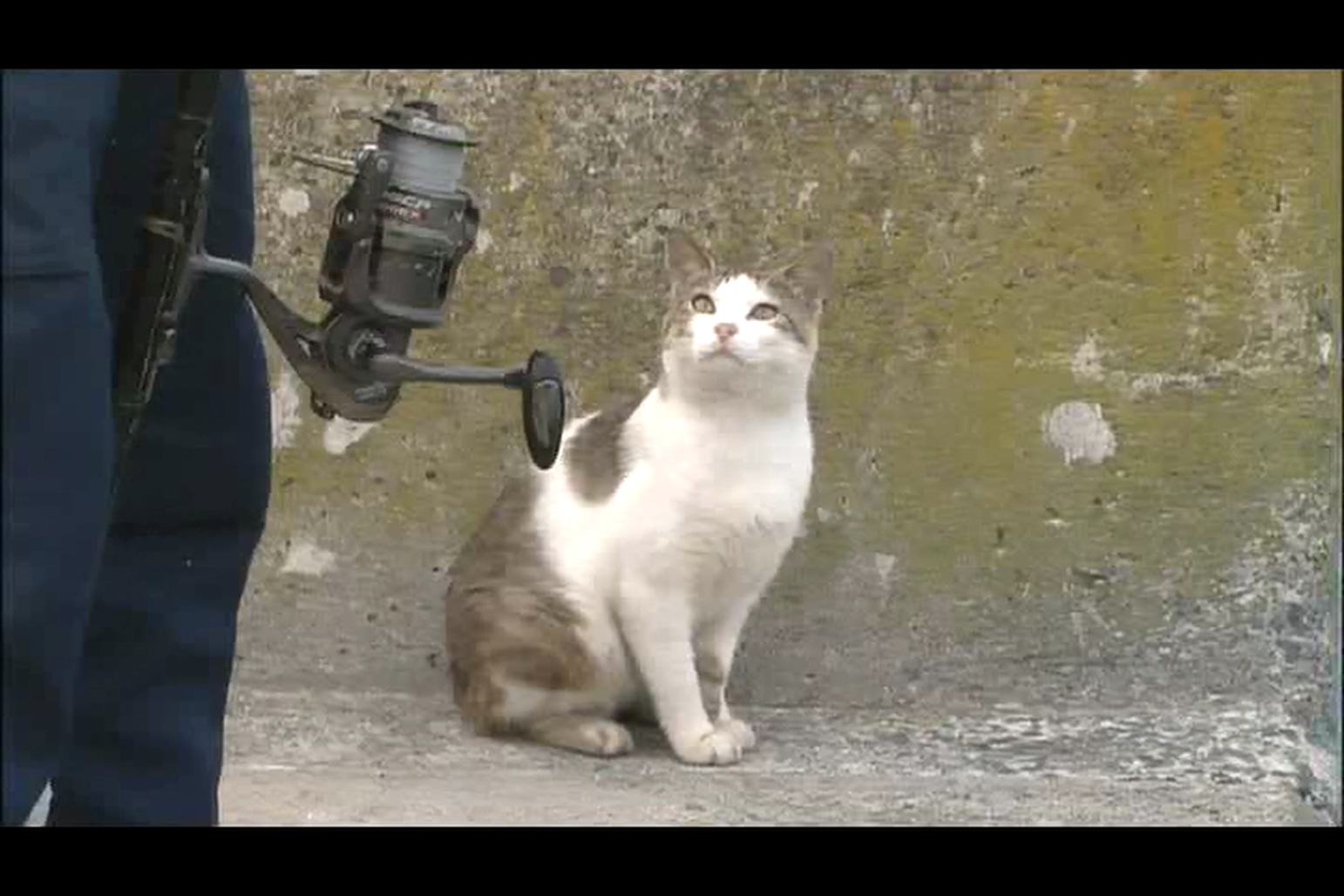 猫咪物语4剧照的剧照