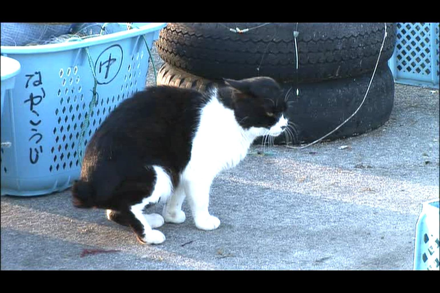 猫咪物语4剧照的剧照