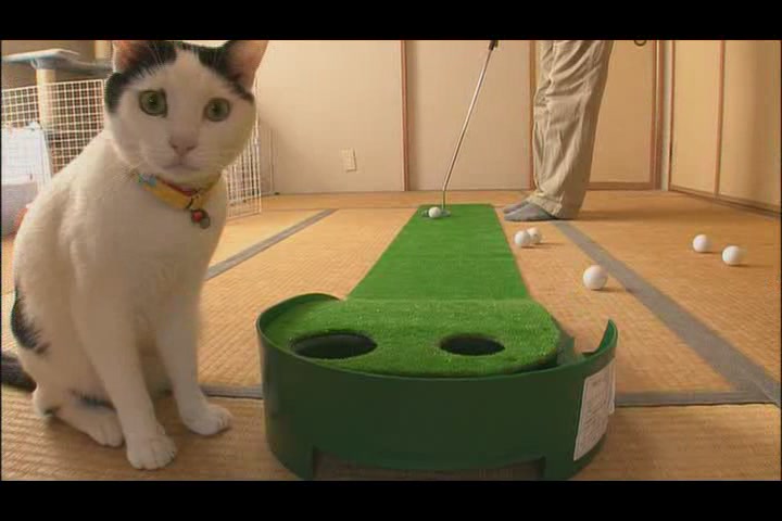 猫咪物语4剧照的剧照