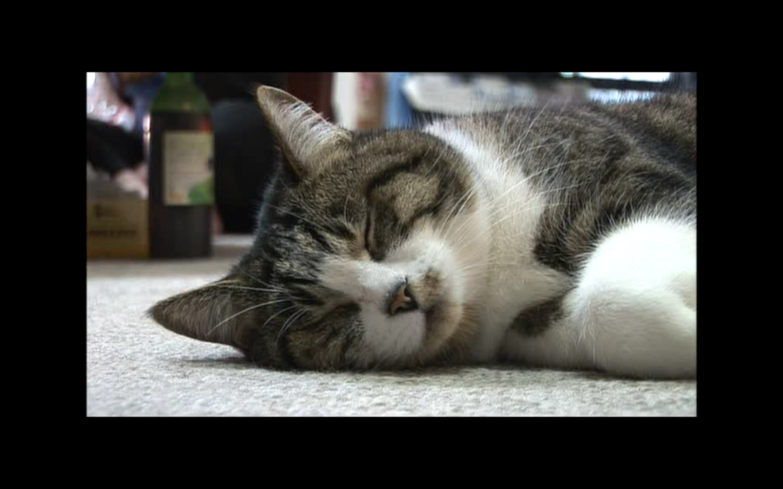 猫咪物语4剧照的剧照