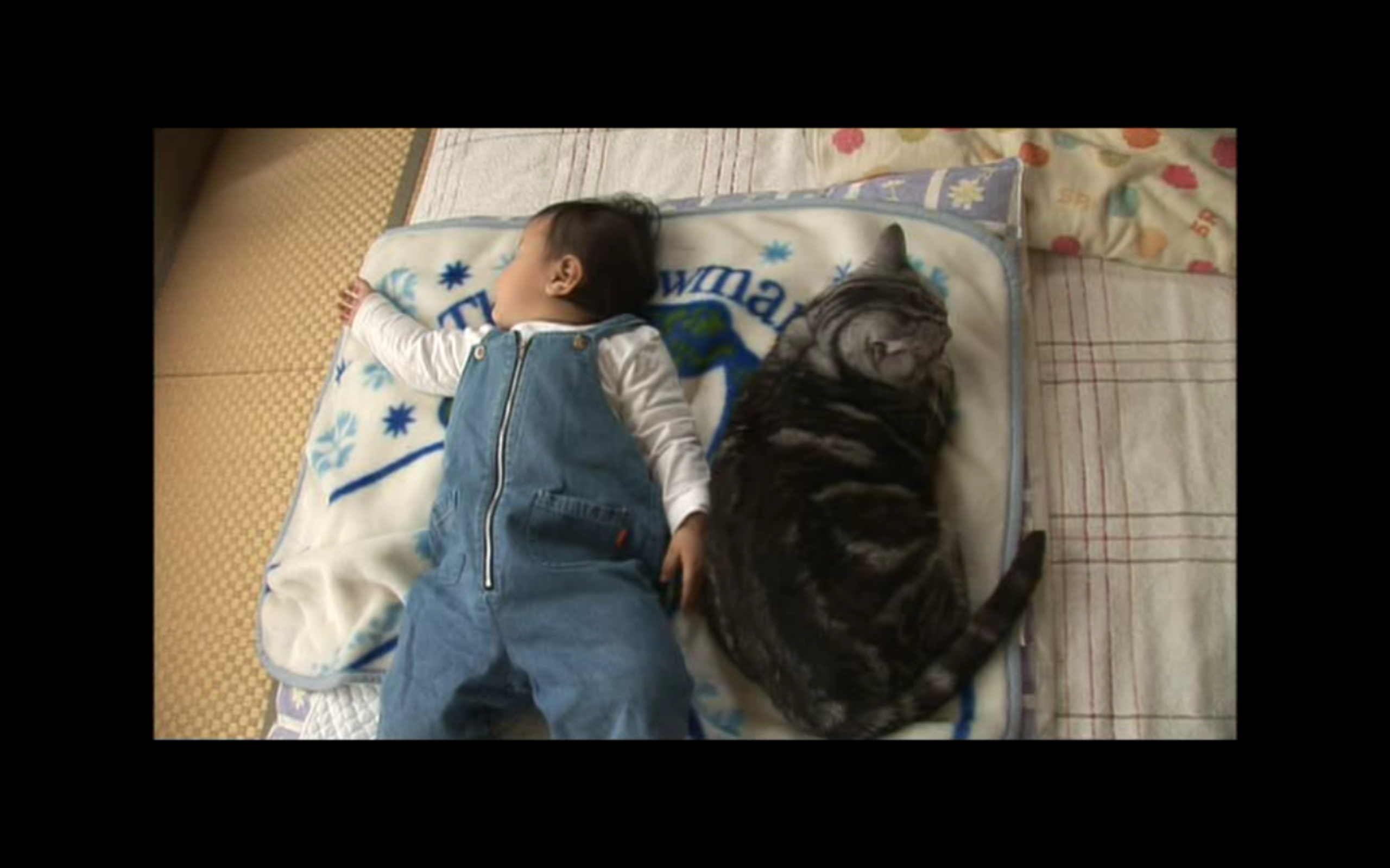 猫咪物语4剧照的剧照