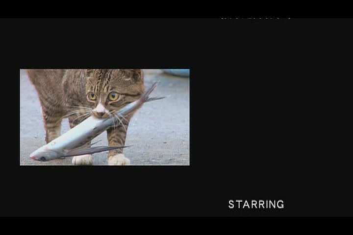 猫咪物语4剧照的剧照