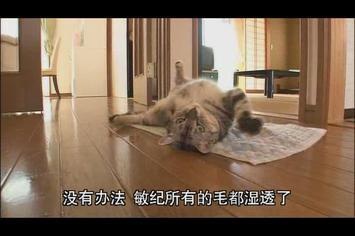 猫咪物语4剧照的剧照
