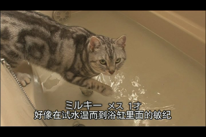 猫咪物语4剧照的剧照