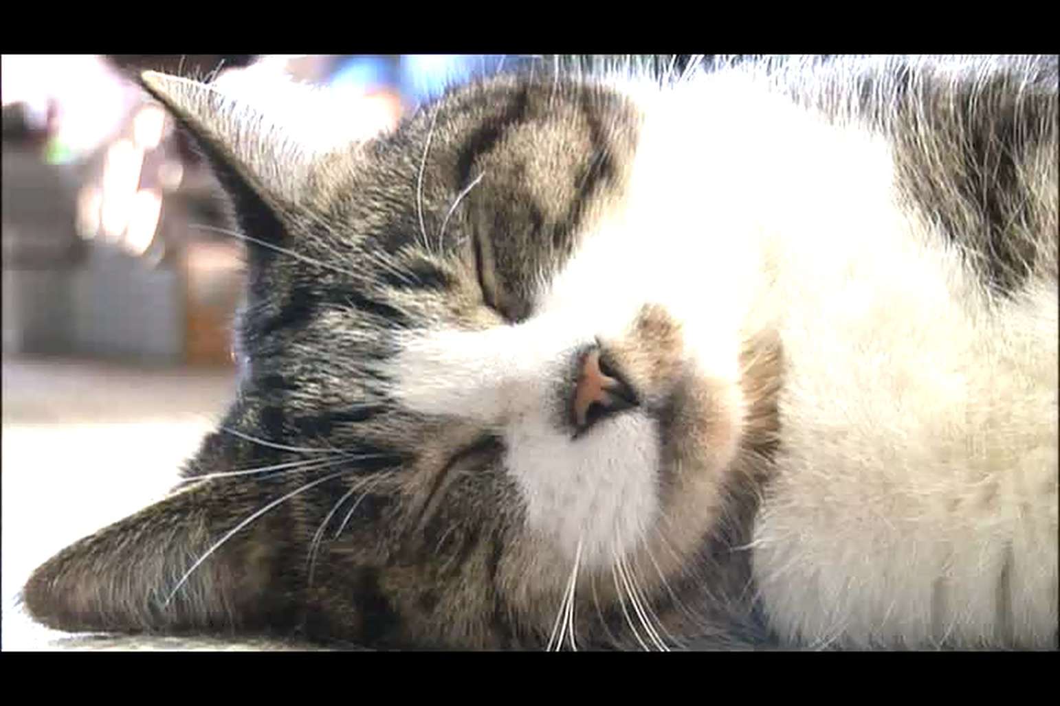 猫咪物语4剧照的剧照