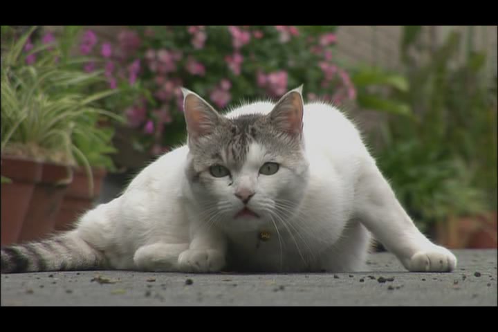 猫咪物语4剧照的剧照