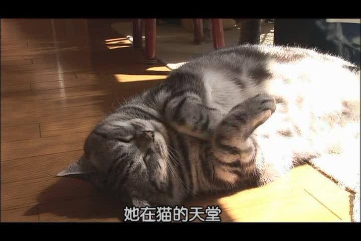 猫咪物语2剧照的剧照