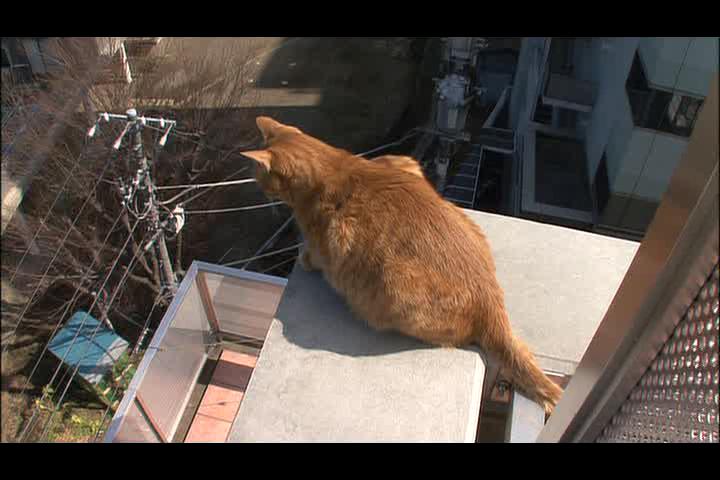 猫咪物语2剧照的剧照