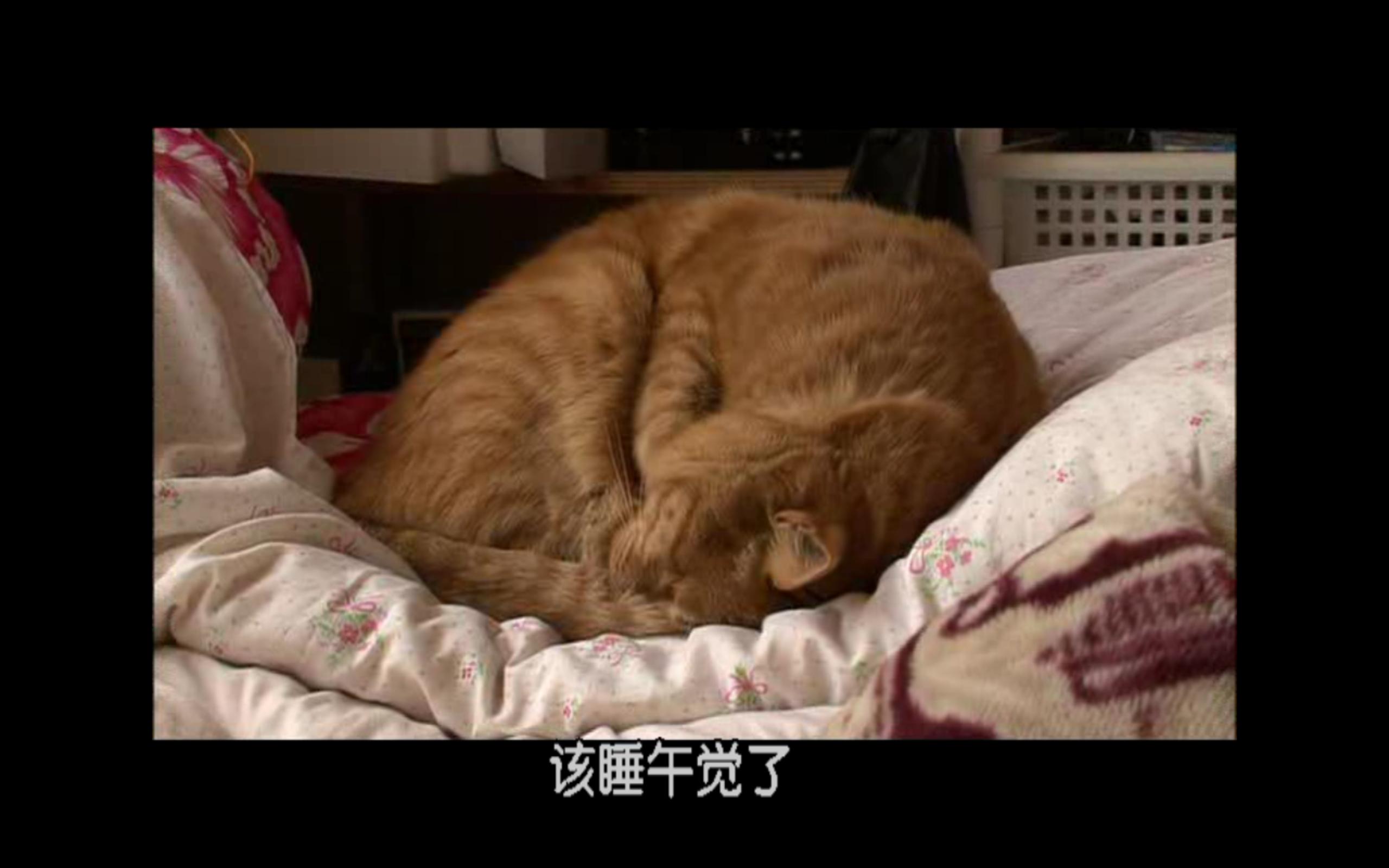 猫咪物语2剧照的剧照