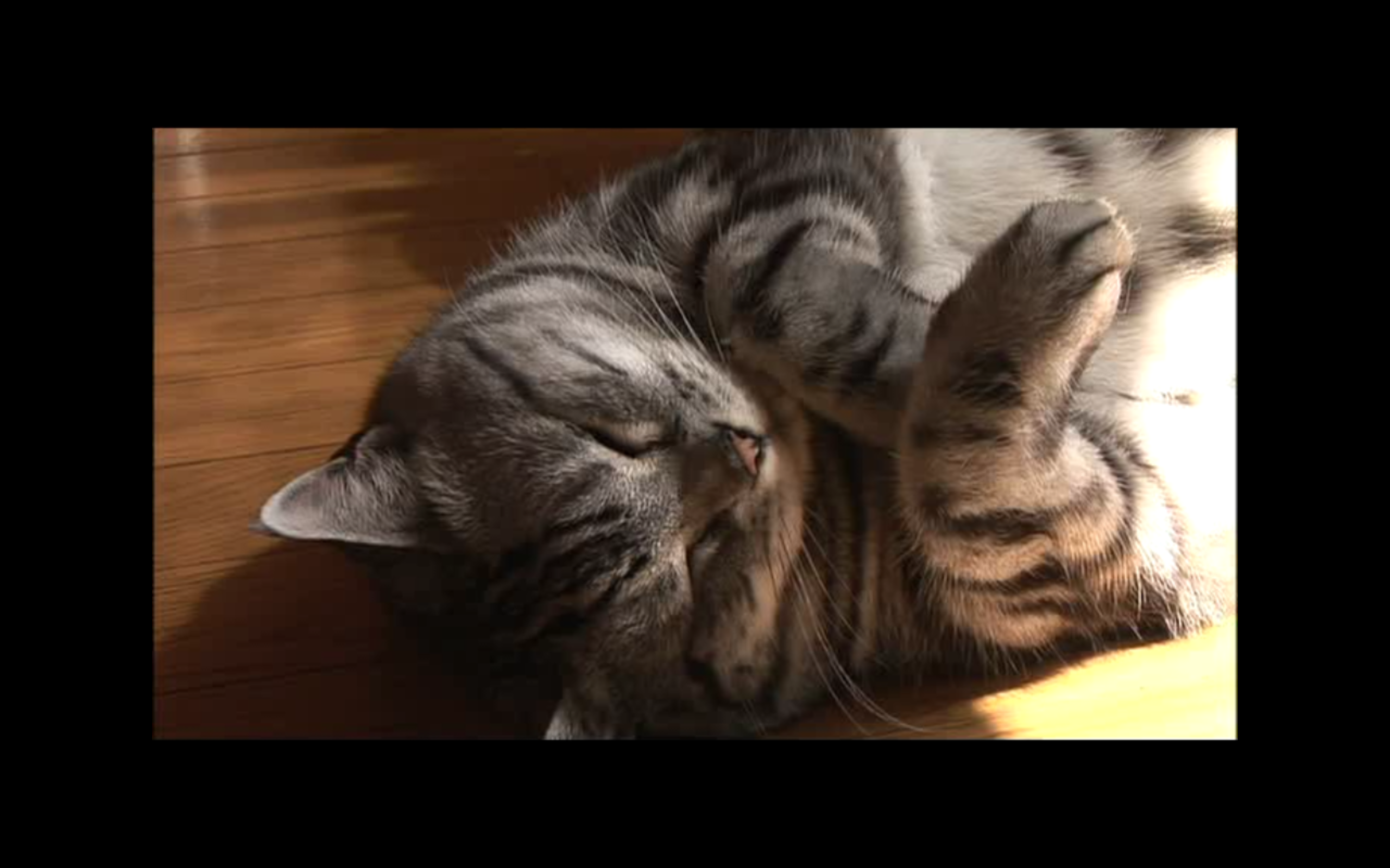 猫咪物语2剧照的剧照