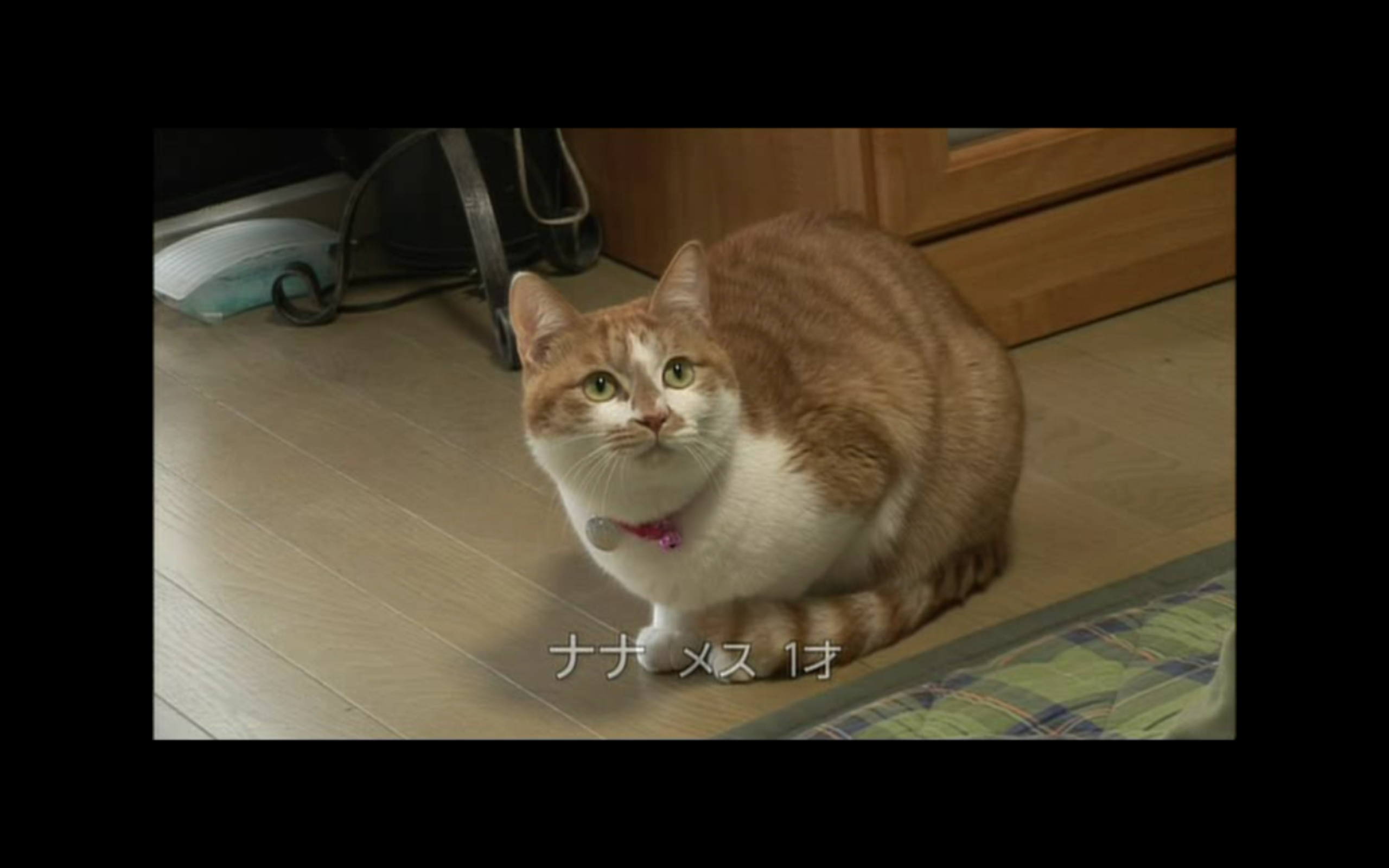 猫咪物语2剧照的剧照