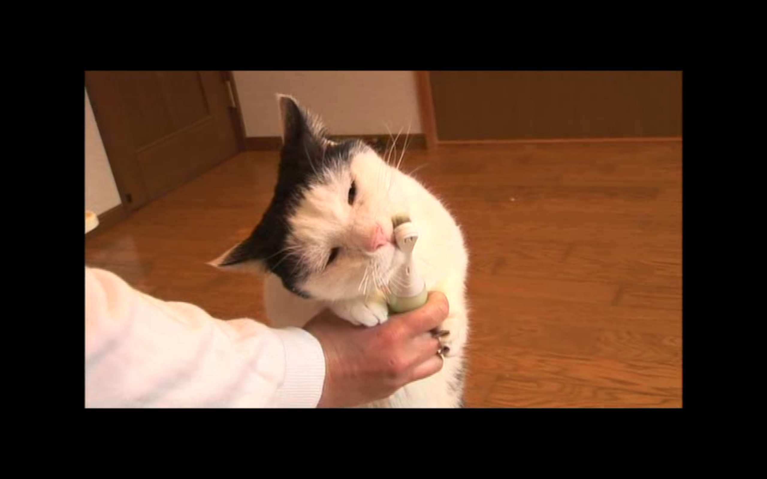 猫咪物语2剧照的剧照