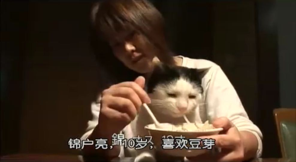 猫咪物语2剧照的剧照