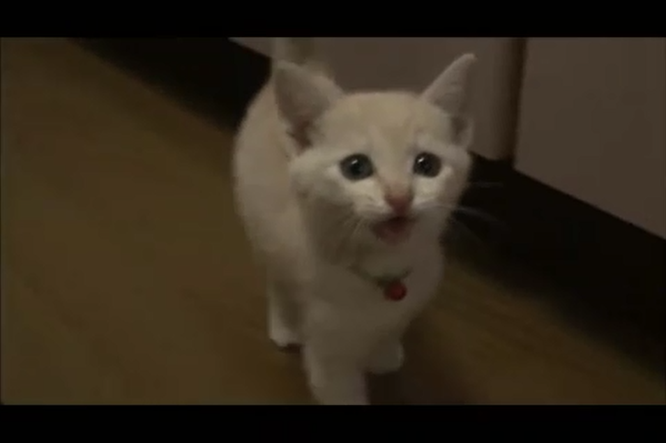 猫咪物语2剧照的剧照