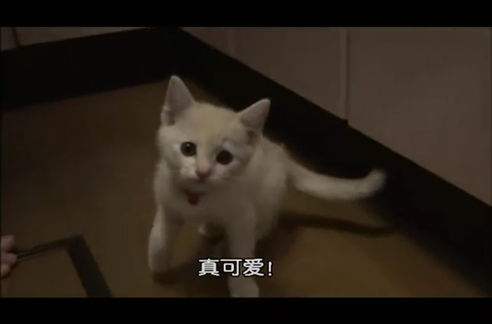 猫咪物语2剧照的剧照