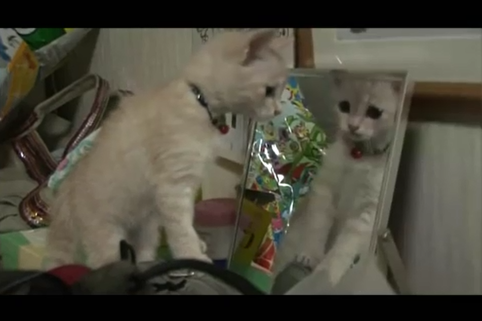 猫咪物语2剧照的剧照