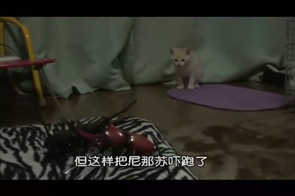 猫咪物语2剧照的剧照