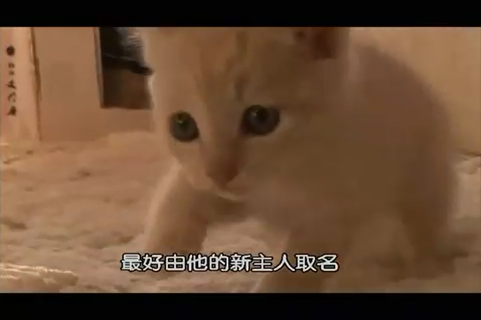 猫咪物语2剧照的剧照