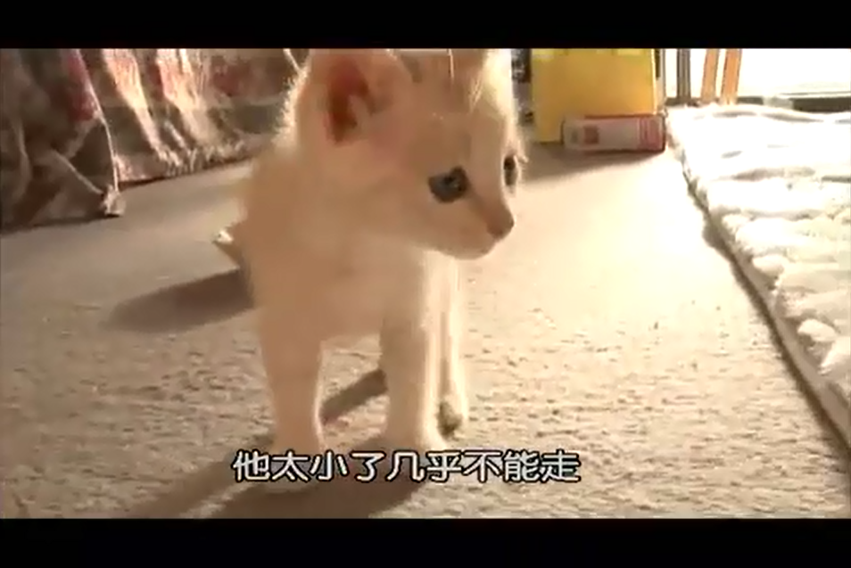 猫咪物语2剧照的剧照