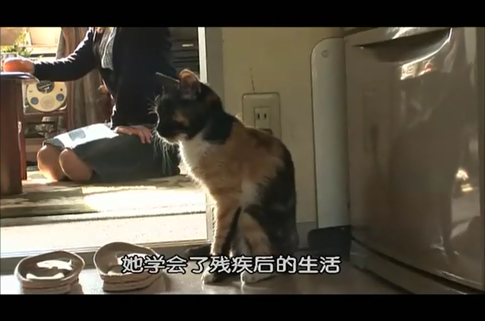 猫咪物语2剧照的剧照