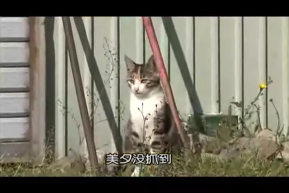 猫咪物语2剧照的剧照